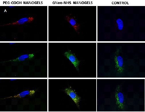 G-Neo Colloids: Development of novel guanidinoglycoside based nanoparticles and nanogels for an efficient delivery of unmodified therapeutics